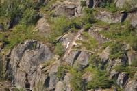 Seeadlersafari - Raftsund