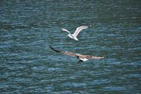 Seeadlersafari - Raftsund