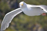 Seeadlersafari - Raftsund