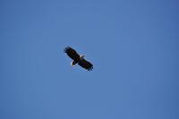 Seeadlersafari - Raftsund