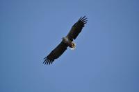 Seeadlersafari - Raftsund