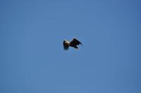 Seeadlersafari - Raftsund