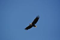 Seeadlersafari - Raftsund