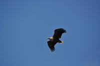 Seeadlersafari - Raftsund