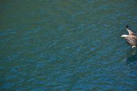 Seeadlersafari - Raftsund