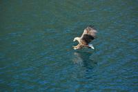 Seeadlersafari - Raftsund