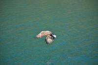 Seeadlersafari - Raftsund