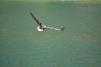 Seeadlersafari - Raftsund