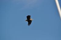 Seeadlersafari - Raftsund