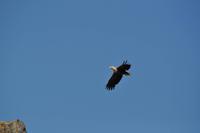 Seeadlersafari - Raftsund