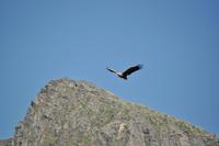 Seeadlersafari - Raftsund