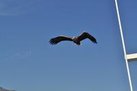 Seeadlersafari - Raftsund