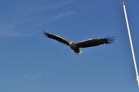 Seeadlersafari - Raftsund