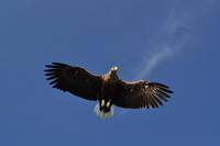 Seeadlersafari - Raftsund