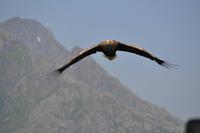 Seeadlersafari - Raftsund