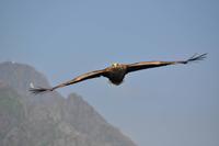 Seeadlersafari - Raftsund