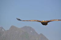 Seeadlersafari - Raftsund