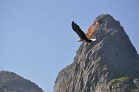 Seeadlersafari - Raftsund