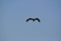 Seeadlersafari - Raftsund