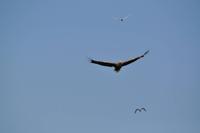 Seeadlersafari - Raftsund