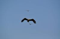 Seeadlersafari - Raftsund