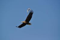 Seeadlersafari - Raftsund