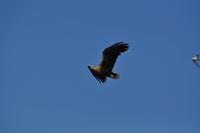 Seeadlersafari - Raftsund