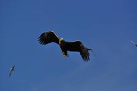 Seeadlersafari - Raftsund