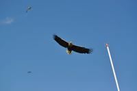 Seeadlersafari - Raftsund