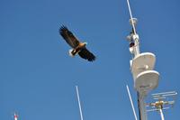 Seeadlersafari - Raftsund