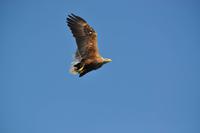 Seeadlersafari - Raftsund