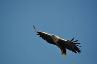 Seeadlersafari - Raftsund