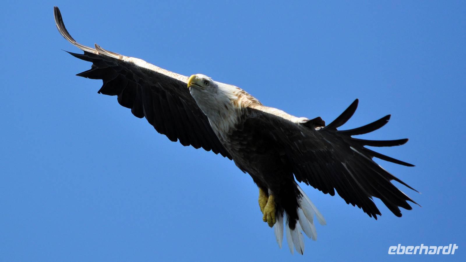 Seeadlersafari - Raftsund