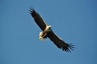 Seeadlersafari - Raftsund