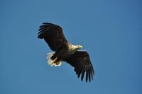 Seeadlersafari - Raftsund