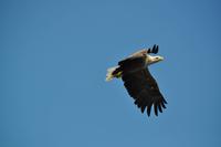 Seeadlersafari - Raftsund