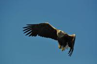 Seeadlersafari - Raftsund