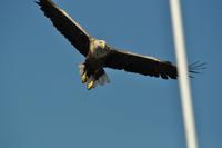 Seeadlersafari - Raftsund