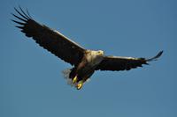 Seeadlersafari - Raftsund