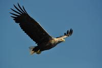 Seeadlersafari - Raftsund