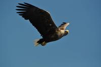 Seeadlersafari - Raftsund