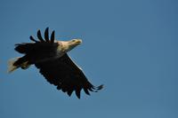 Seeadlersafari - Raftsund