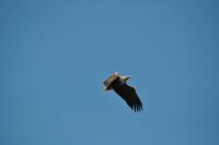 Seeadlersafari - Raftsund