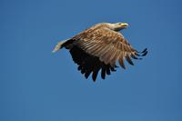 Seeadlersafari - Raftsund