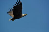 Seeadlersafari - Raftsund