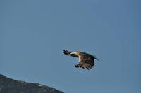 Seeadlersafari - Raftsund