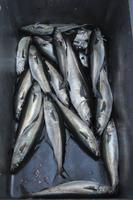 Seeadlersafari - Raftsund