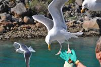 Seeadlersafari - Raftsund