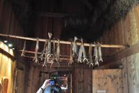 Lofoten - Wikingerhalle von Berg - Stockfisch