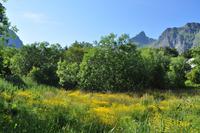 Å, Insel Moskenesøya,Lofoten